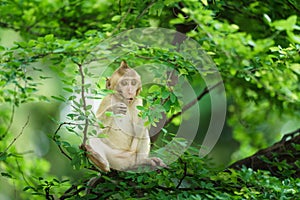 Portrait one monkey or Macaca sit alone on the tamarind tree it is looking for green leaves intently to feed in the natural at