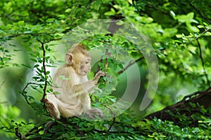 Portrait one monkey or Macaca sit alone on the tamarind tree it is looking for green leaves intently to feed in the natural at