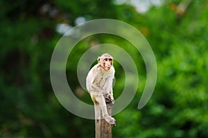 Portrait, One monkey or Macaca sit on a pole, face looking hopeful in the forest park alone on green background. At Khao Ngu Stone