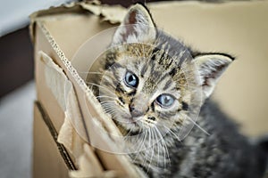 Portrait of a one-month-old light brown striped kitten in the cardboard box where he grew up, shallow depth focus