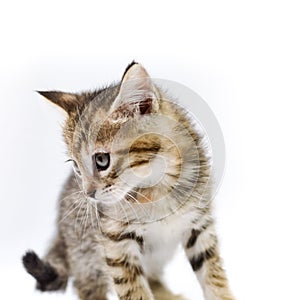 Portrait of a one-month-old light brown striped kitten on a white background, shallow depth focus