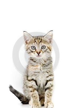 Portrait of a one-month-old light brown striped kitten on a white background, shallow depth focus