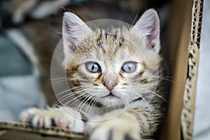 Portrait of a one-month-old striped kitten with two paws on the edge of the cardboard box where he grew up, shallow depth focus