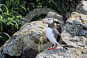 Portrait of one of the most beautiful birds are the Puffins . This one is a Horned Puffin