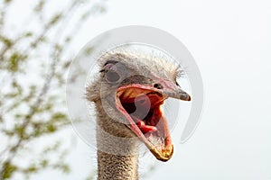Portrait of one North African ostrich or red-necked ostrich Struthio camelus camelus, also known as the Barbary ostrich photo
