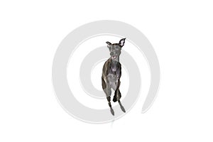 Portrait with one playful puppy, dog Italian greyhound running with open mouth isolated over white color studio