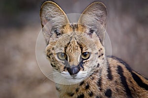 A portrait of one of the steppe cat