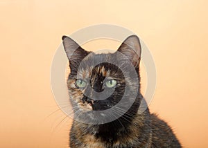 Portrait of one tortie torbie tabby cat on an orange background