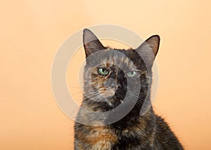 Portrait of one tortie torbie tabby cat on an orange background