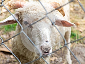 Portrait of one white sheep behind a barbed wire fence. Selective focus.