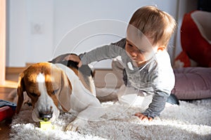 Portrait of one year old baby sitting on carpet in bright room petting beagle dog and smile on face