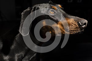 Portrait of a one year old black and red Doberman Pinscher on black background