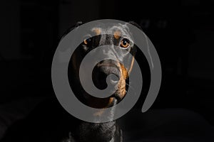 Portrait of a one year old black and red Doberman Pinscher on black background