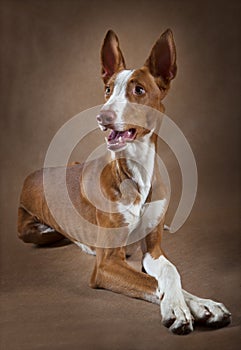 Portrait of one year old Podenco ibicenco dog