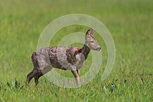 Portrait of one young female roe deer standing in meadow