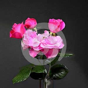 Portrait of an open pink rose with two nearly open buds