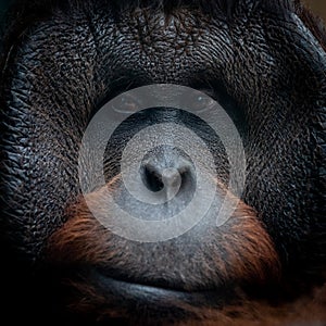 Portrait of orang-utan in a dark atmosphere