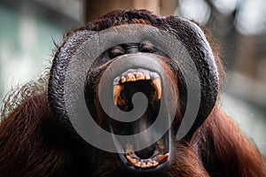 Portrait of orang-utan in a dark atmosphere