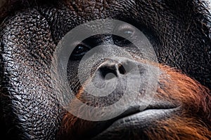 Portrait of orang-utan in a dark atmosphere