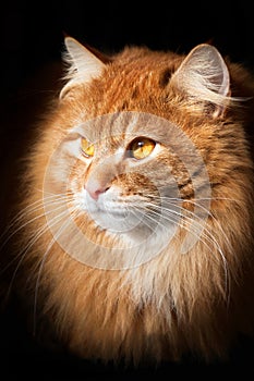 Portrait of an orange cat, isolated on black background