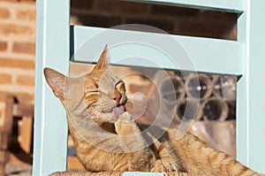 Portrait of orange cat licking its paw