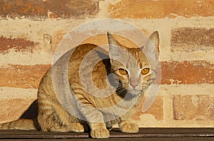 Portrait of orange cat lookig