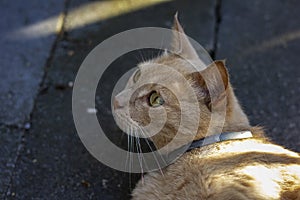 A portrait of an orange cat looking up while lying outisde