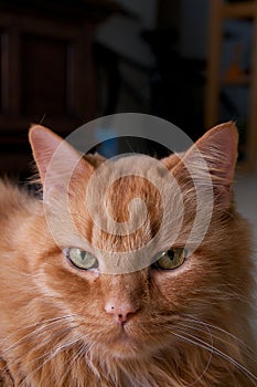 Portrait of orange cat looking at viewer