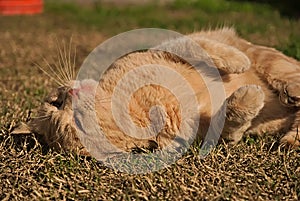 Portrait of an orange cat in the nature