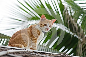 Portrait of orange cat
