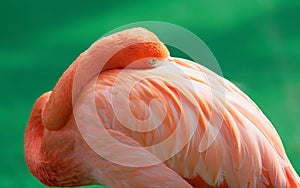 Portrait of orange flamingo hie its head in wings while looking at camera