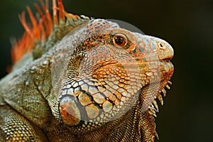 Portrait of orange iguana in the dark green forest, Costa Rica