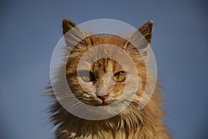 Portrait of an orange kitten on a background of blue sky