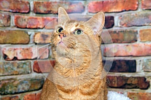 Portrait of an orange tabby cat