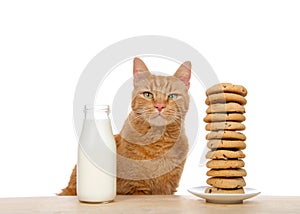 Portrait of an orange tabby cat with chocolate chip cookies stacked high and bottle of milk