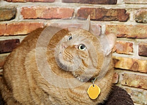 Portrait of an orange tabby cat with collar