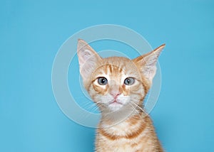 Portrait of an orange tabby kitten with ear tilted as if confused