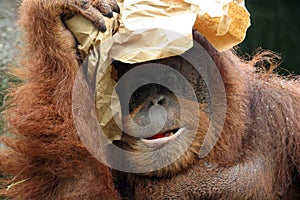 Portrait of orangutan