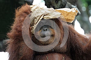 Portrait of orangutan