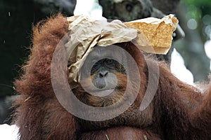 Portrait of orangutan