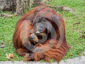 Portrait of Orangutan eating banana