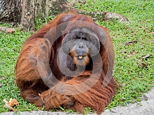 Portrait of Orangutan eating banana