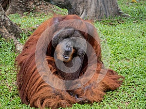Portrait of Orangutan