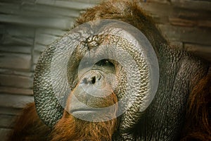 Portrait of an orangutan sitting close