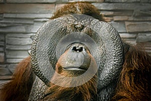 Portrait of an orangutan sitting close