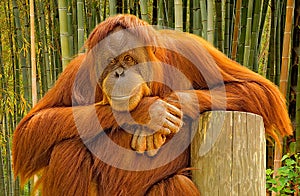 Portrait of an orangutan.