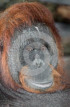 Portrait of an Orangutan