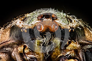 Portrait of a orbweaver spider