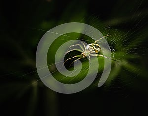 Portrait of an orchard orbweaver spider on its web against a blurred green background