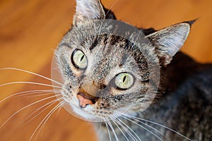 Portrait of an ordinary cat photo